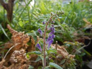 花盛り シンビジウム タツナミソウ フジ