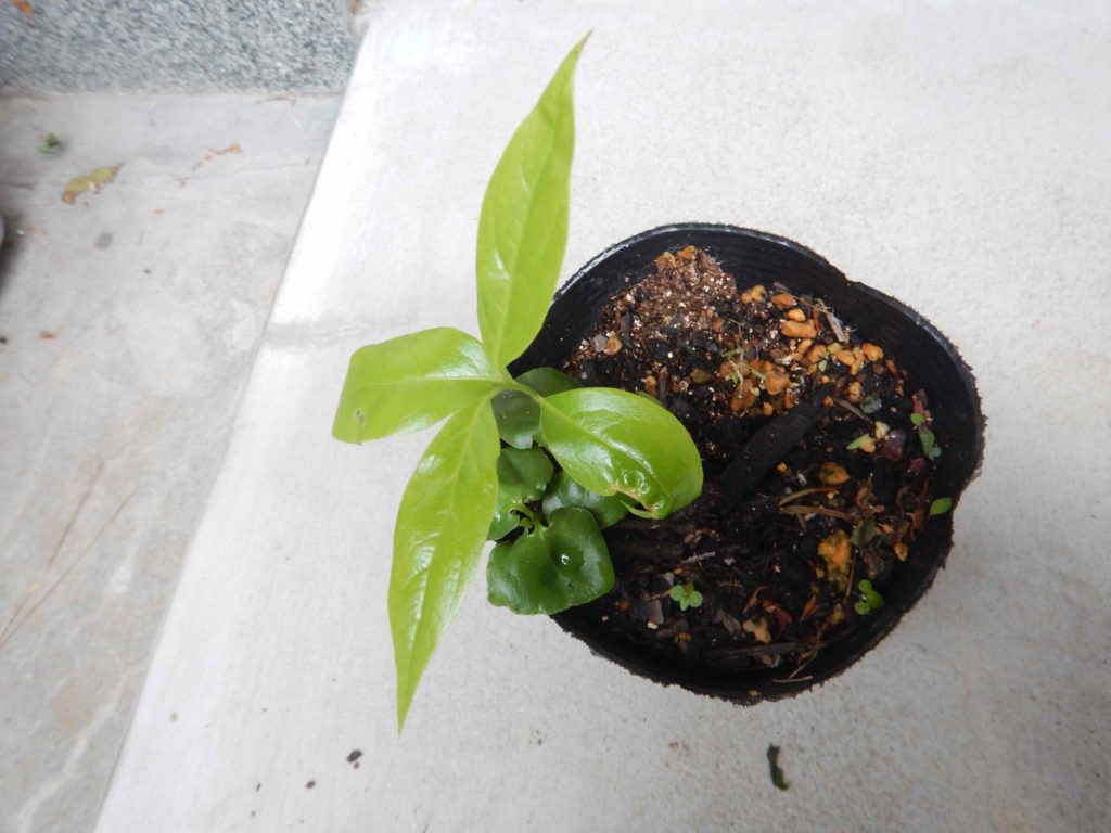 ロウバイに実がつき葉が茂りました 山に出かけてecoライフ