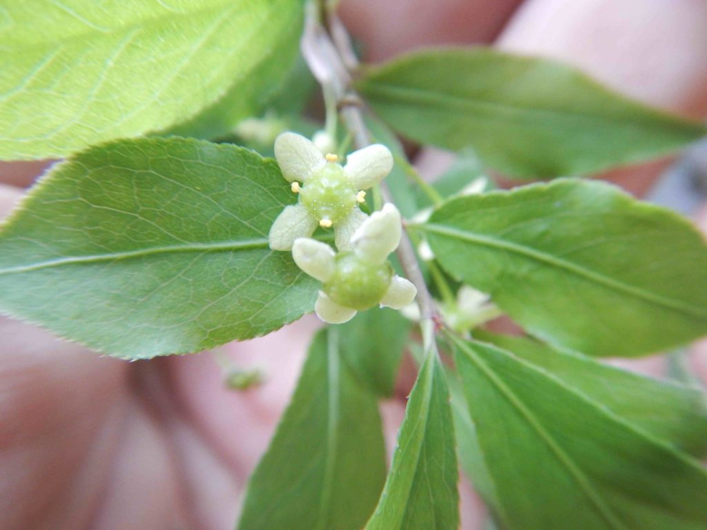 ニシキギ 錦木 に咲く花と集まる虫