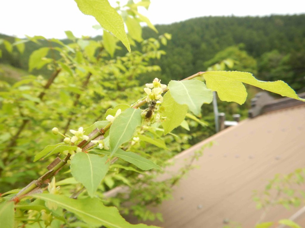 ニシキギ 錦木 に咲く花と集まる虫