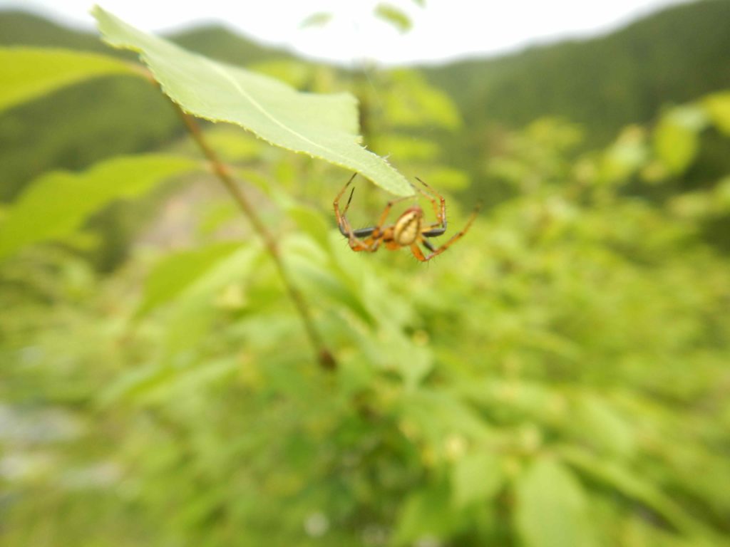 葉にぶら下がったクモ