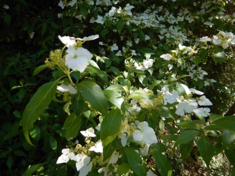 ガクウツギ 額空木 の花が満開で強い香りが漂っています 山に出かけてecoライフ