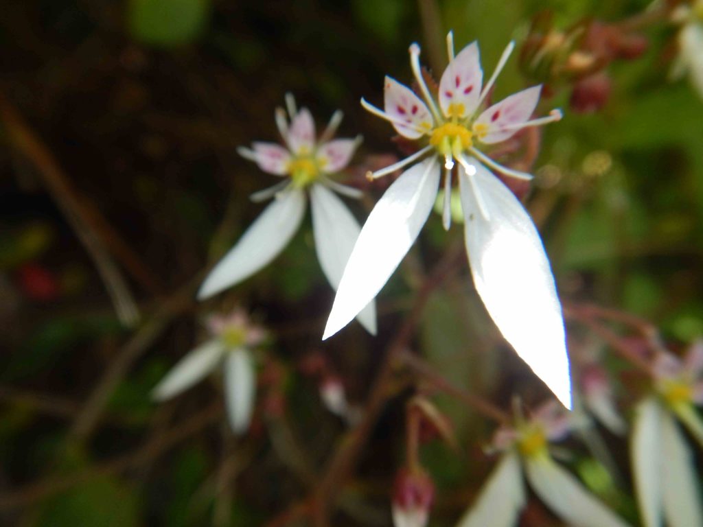 薬用にされるユキノシタ 雪の下 とドクダミ 蕺草 が花盛りです