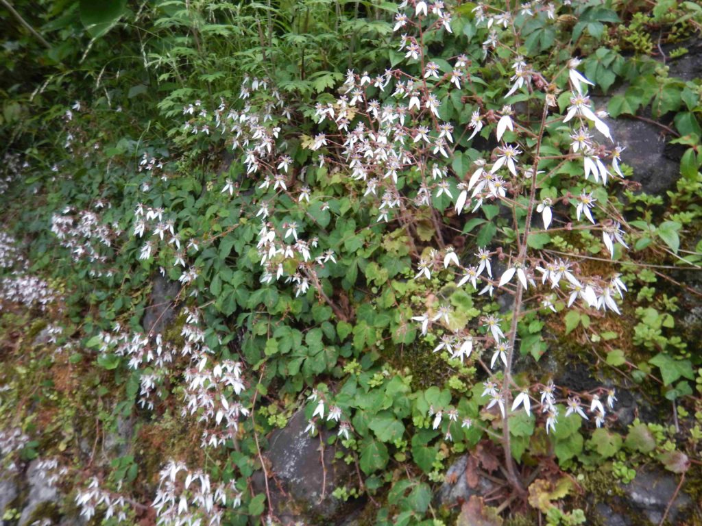 ユキノシタ ドクダミの花が盛りです 山に出かけてecoライフ