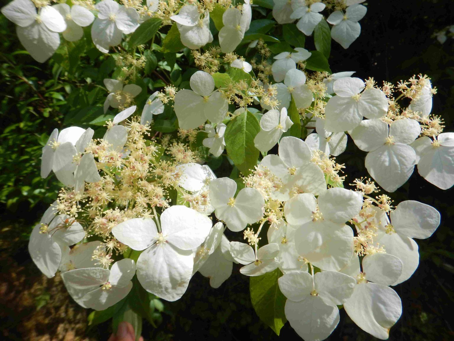 ガクウツギ（額空木）の花が満開、ノリウツギ（糊空木）との違いは？