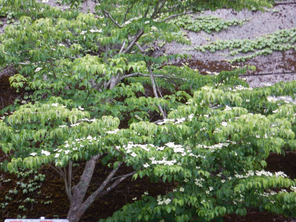 ヤマボウシ 山法師 の白い花 花言葉は 友情 です