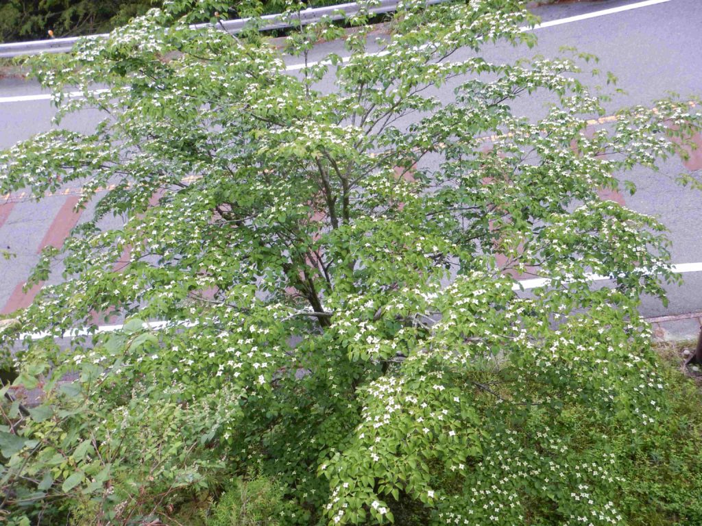 ヤマボウシ 山法師 の白い花 花言葉は 友情 です 山に出かけてecoライフ