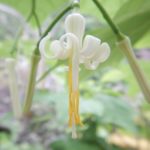ウリノキ（瓜の木）のユニークな花