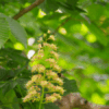 トチノキの花