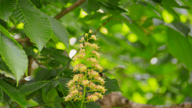 トチノキの花