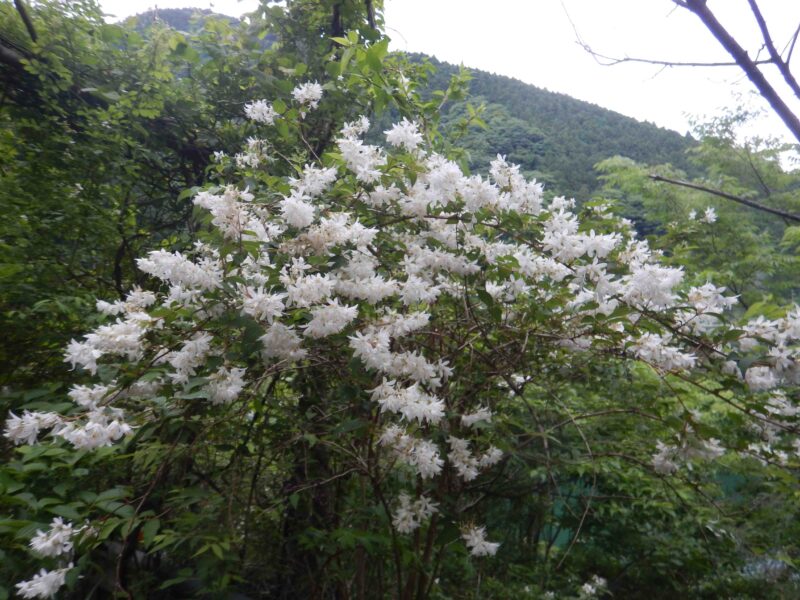 ウツギ 空木 別名 卯の花 の白い花と ヤブウツギ 藪空木 の赤い花