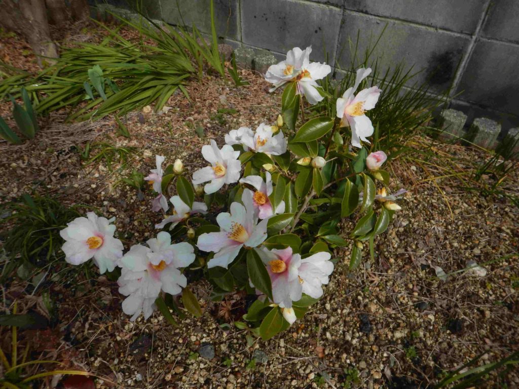 椿の花「夢」