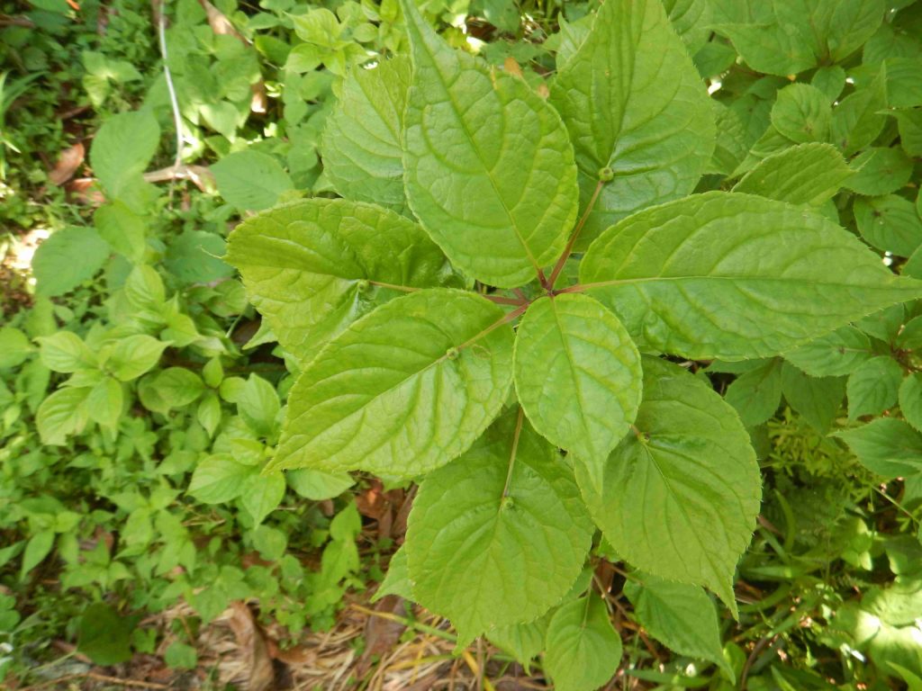 花筏の雌の実