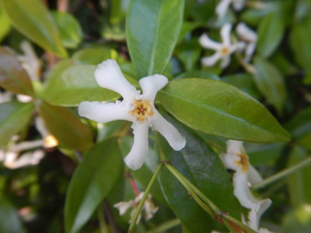 テイカカズラ スイカズラの花 山に出かけてecoライフ