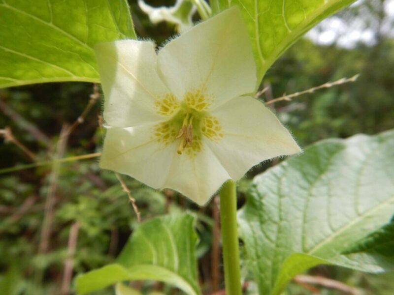 ホオズキ 鬼灯 やノイバラ 野茨 の花が咲く季節になりました