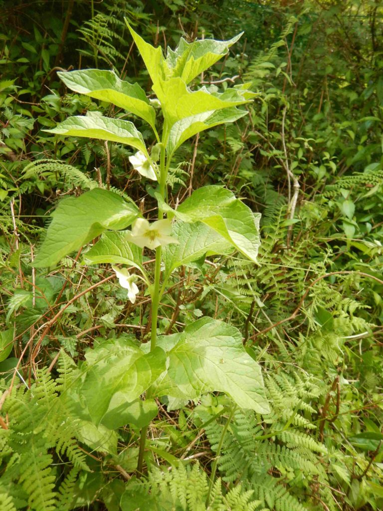 山で咲くホオズキとノイバラ 山に出かけてecoライフ