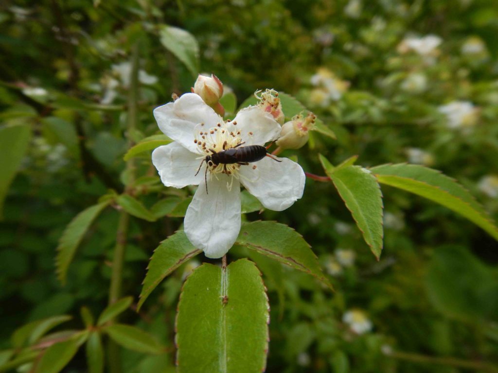 ノイバラの蜜を吸う昆虫