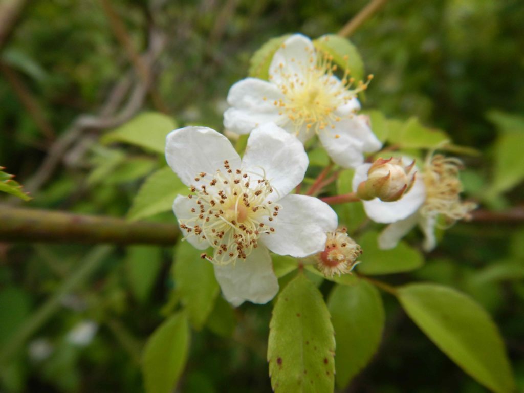 ノイバラの花