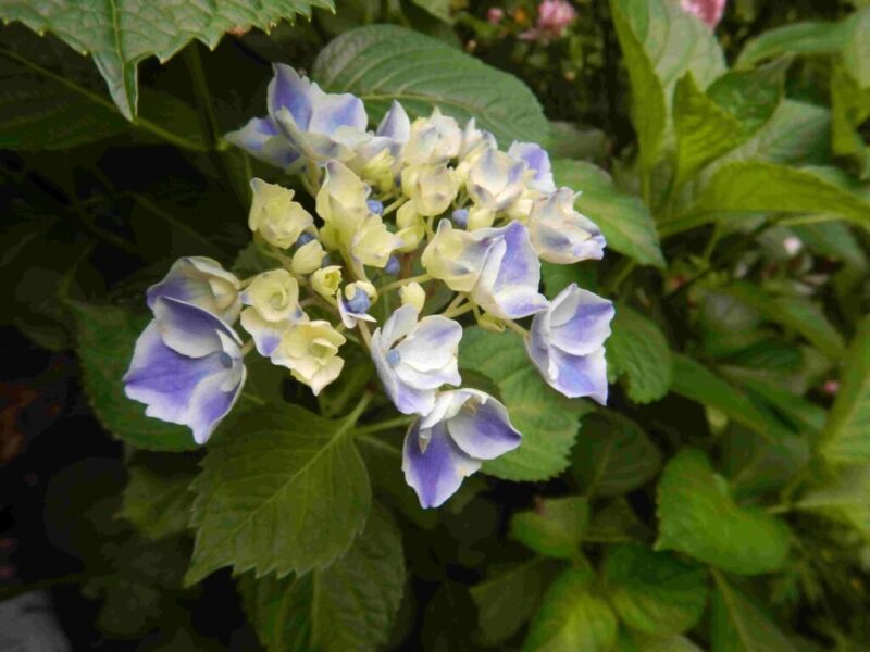 アジサイの花
