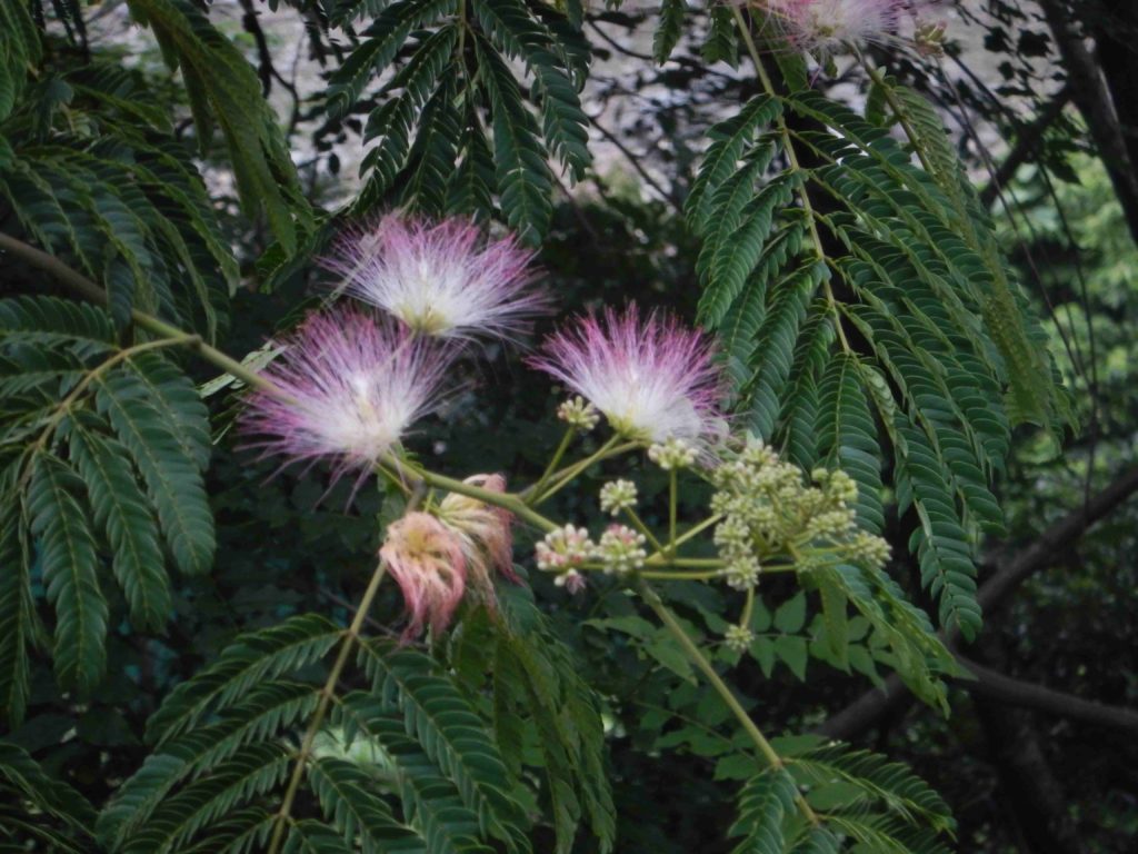 ネムノキの花たち