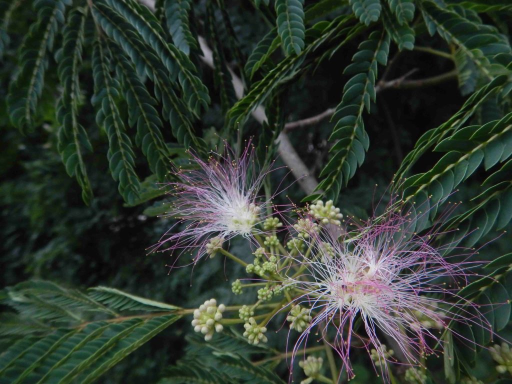 ネムノキ 合歓木 合歓の木 のピンクの花