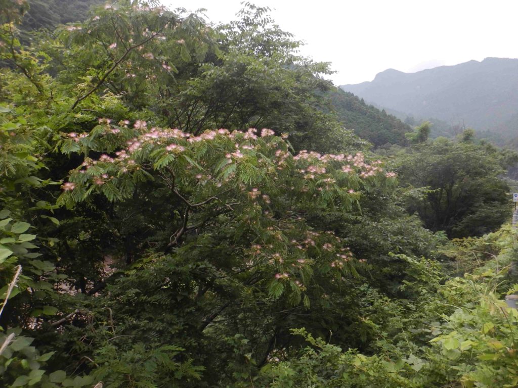 ネムノキ 合歓木 合歓の木 のピンクの花