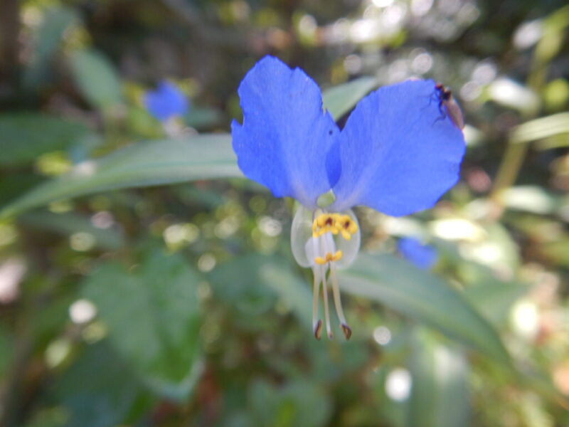 ツユクサ 露草 ヘクソカズラ 屁糞葛 の花