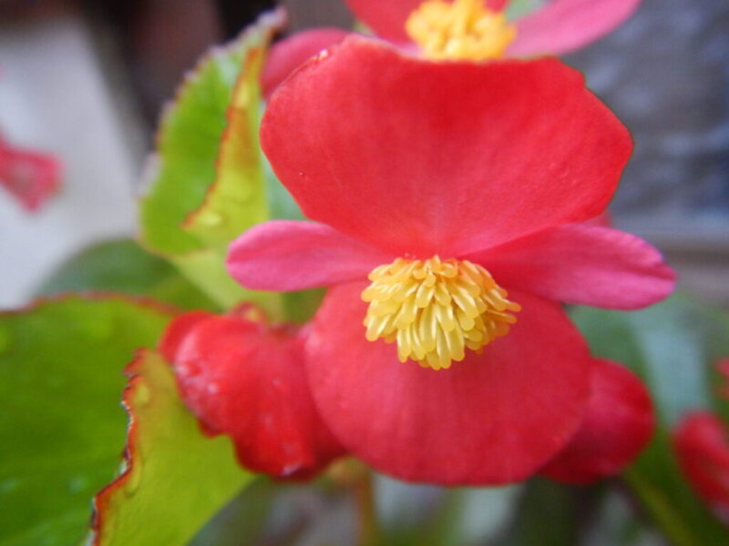ベゴニアの花