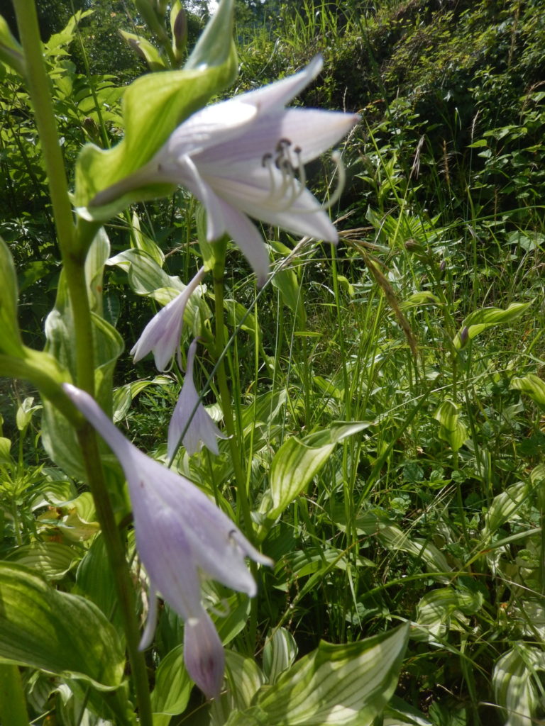 ギボウシの花
