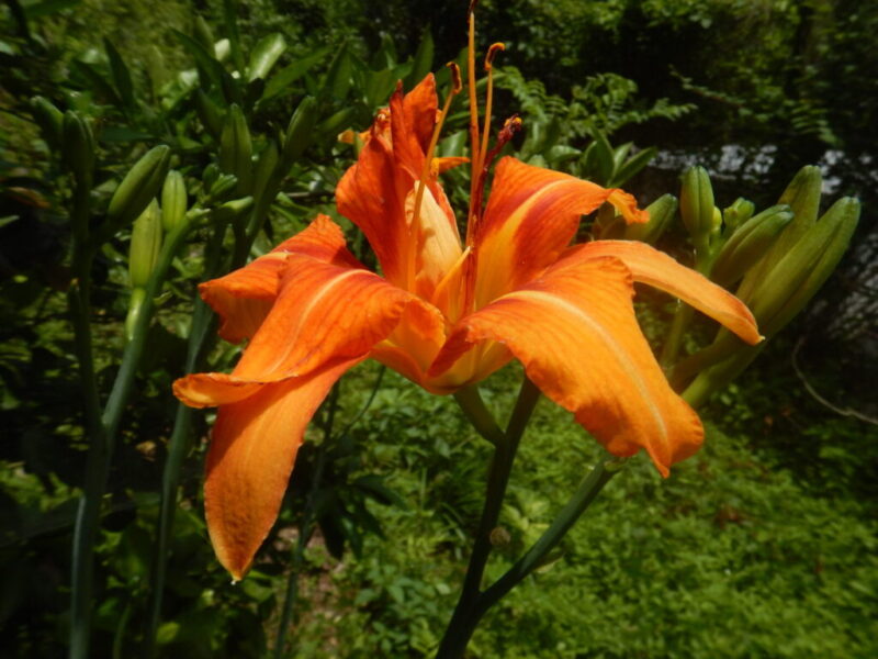 ヤブカンゾウの花