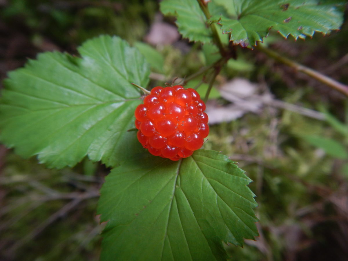 ニガイチゴ 苦苺 の実 山に出かけてecoライフ