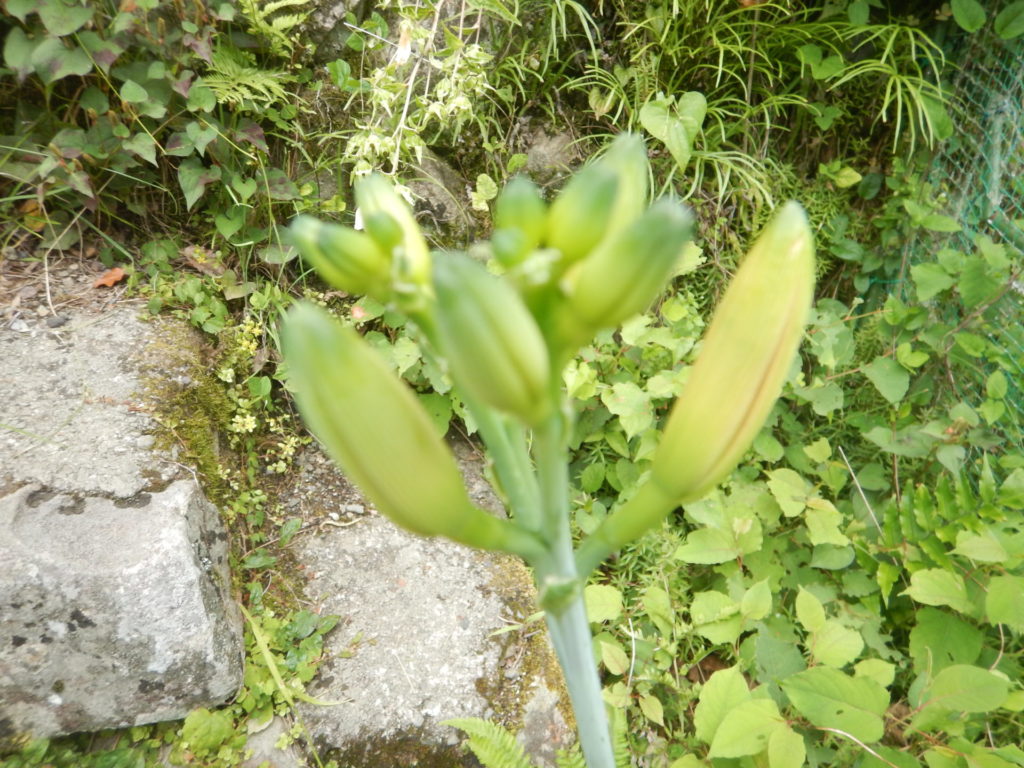 ヤブカンゾウの蕾