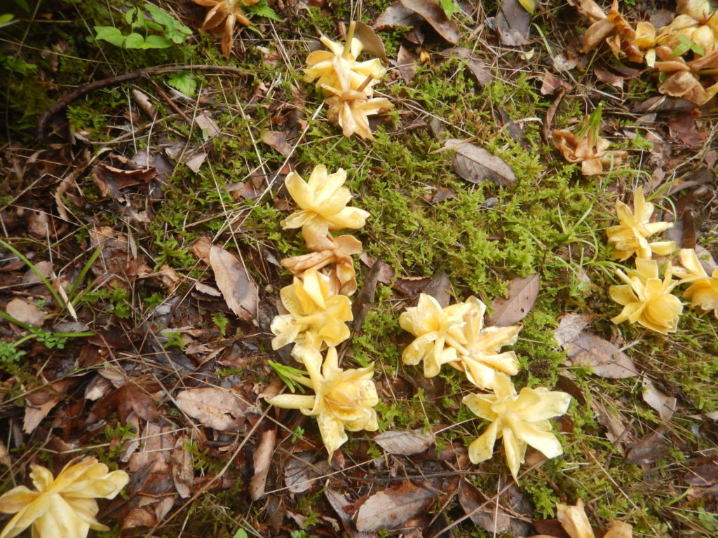 クチナシの花が咲いています 山に出かけてecoライフ