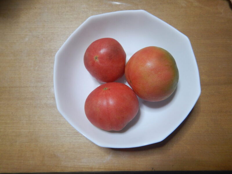採れたトマト