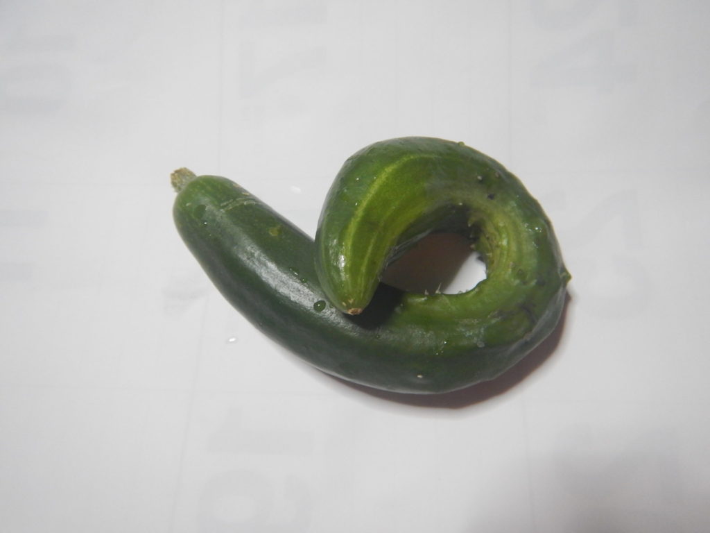 肥料不足のキュウリ