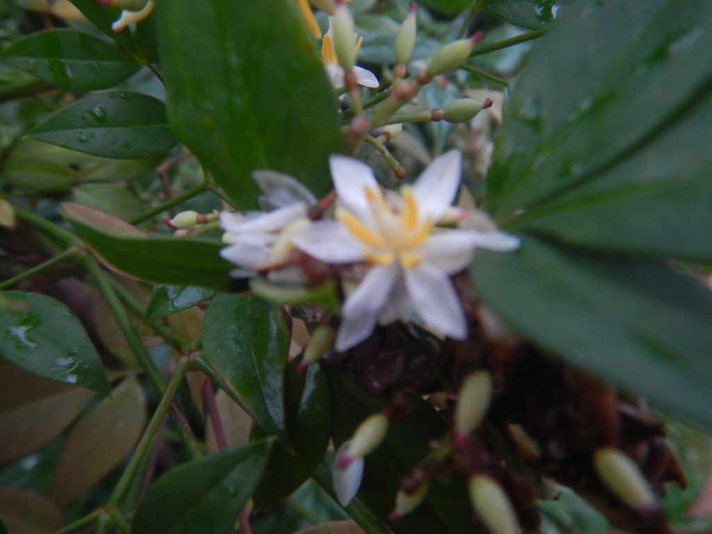 ナンテンの花