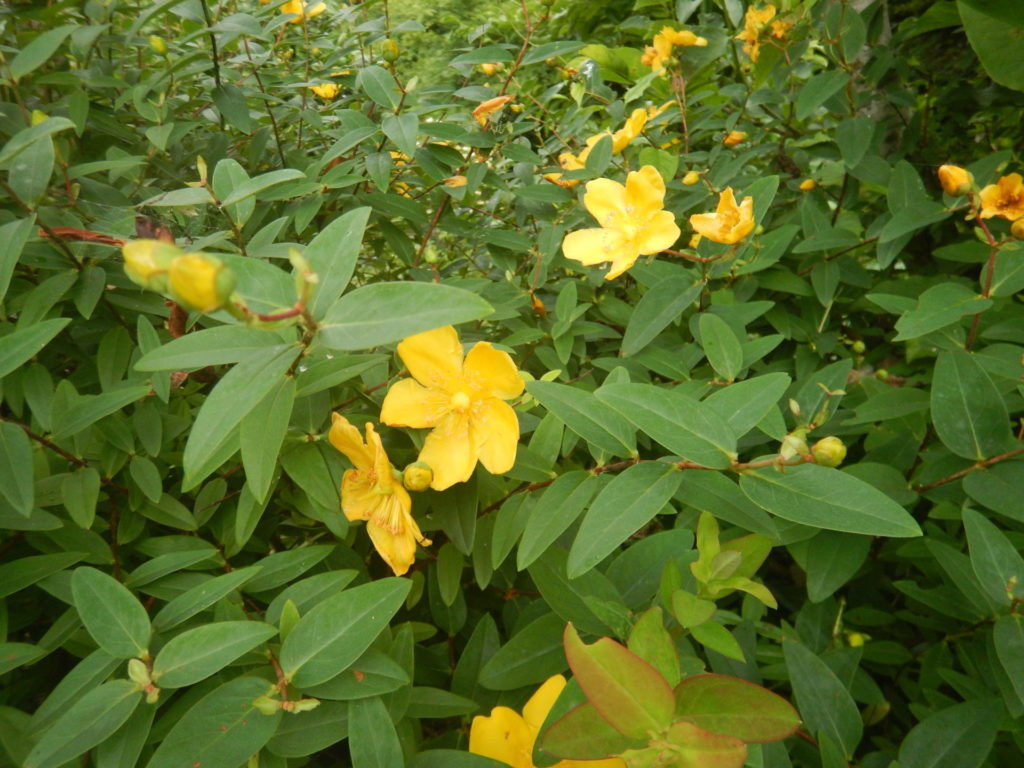 金糸梅 キンシバイ の花 山に出かけてecoライフ