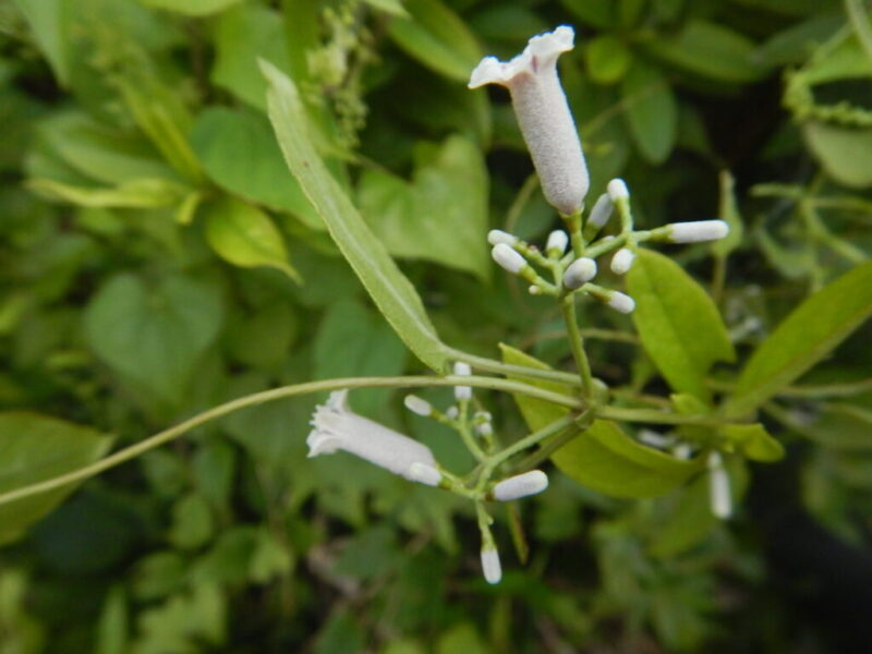 ツユクサ 露草 ヘクソカズラ 屁糞葛 の花