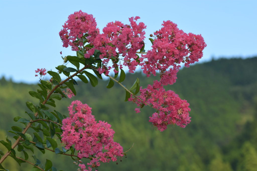 サルスベリ 百日紅 の花 山に出かけてecoライフ サルスベリ 百日紅 の花 山に出かけてecoライフ