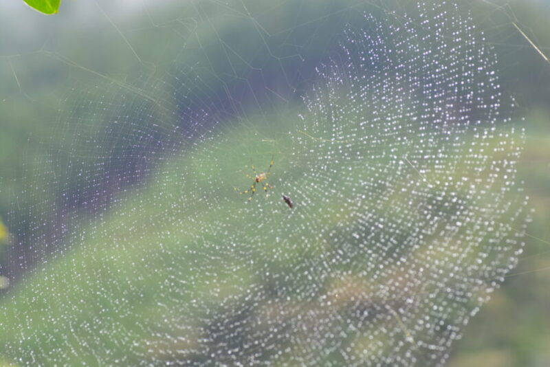 雨に濡れた巣と蜘蛛