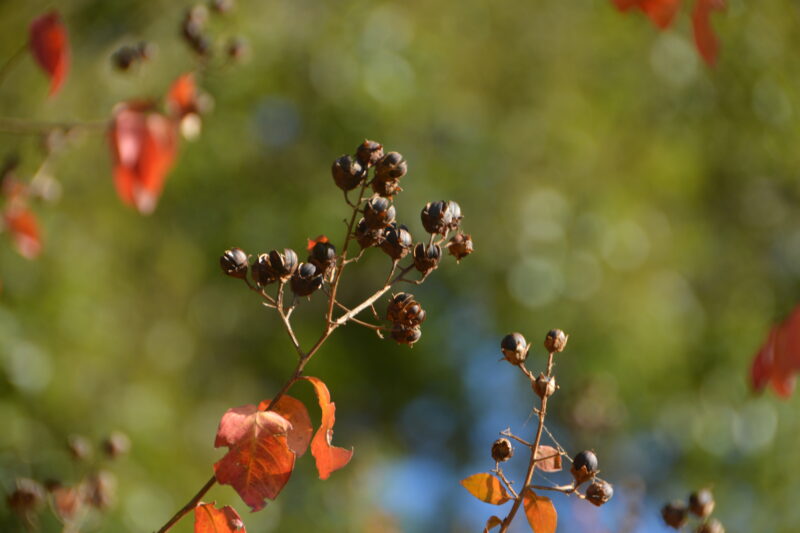 サルスベリの実