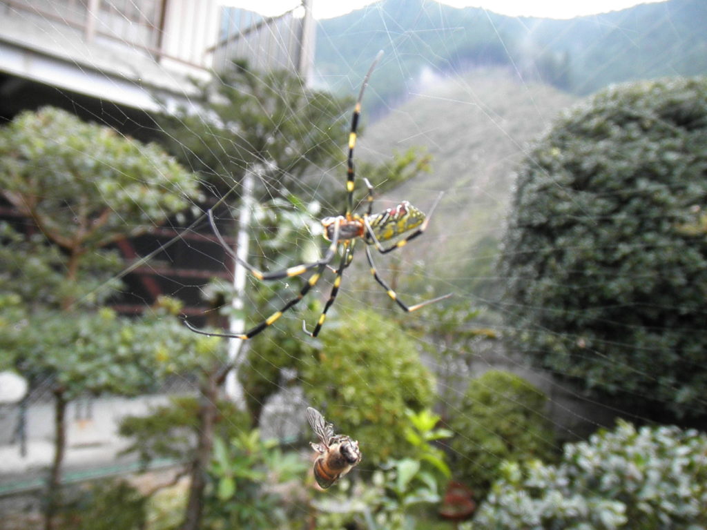 獲物から離れる蜘蛛