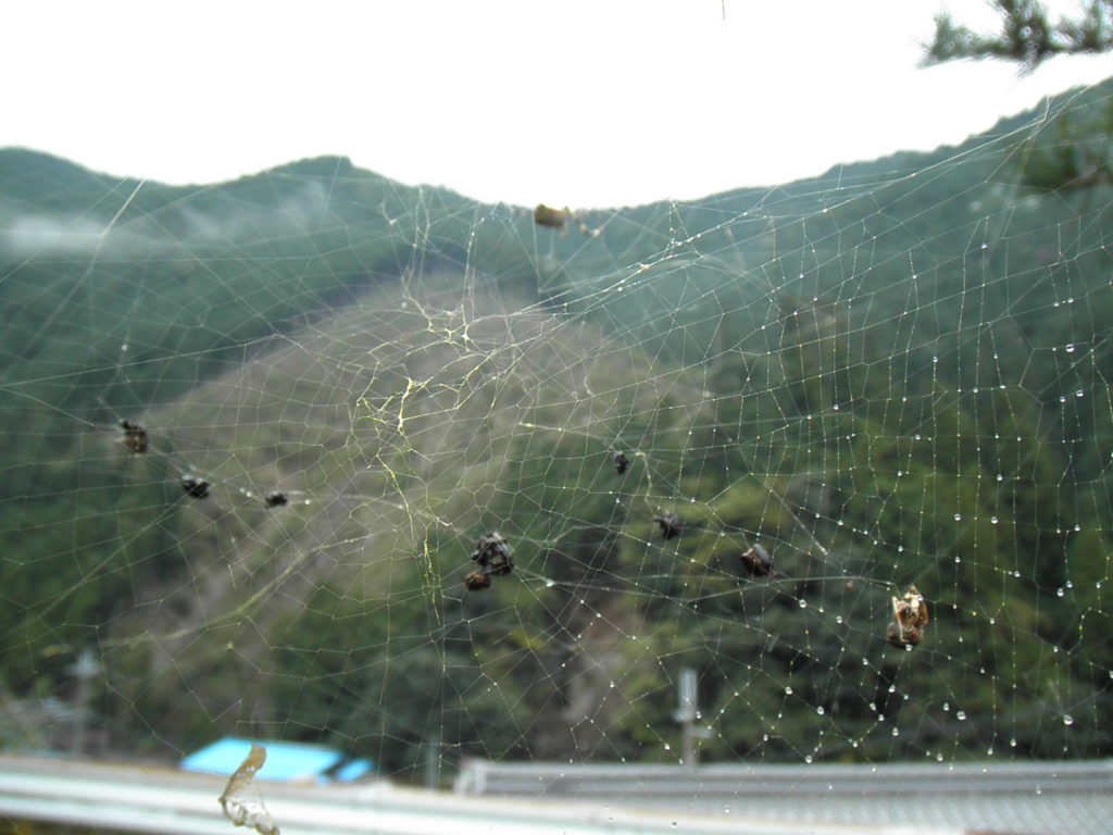 その後の蜘蛛の巣