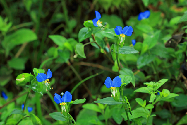ツユクサの花々