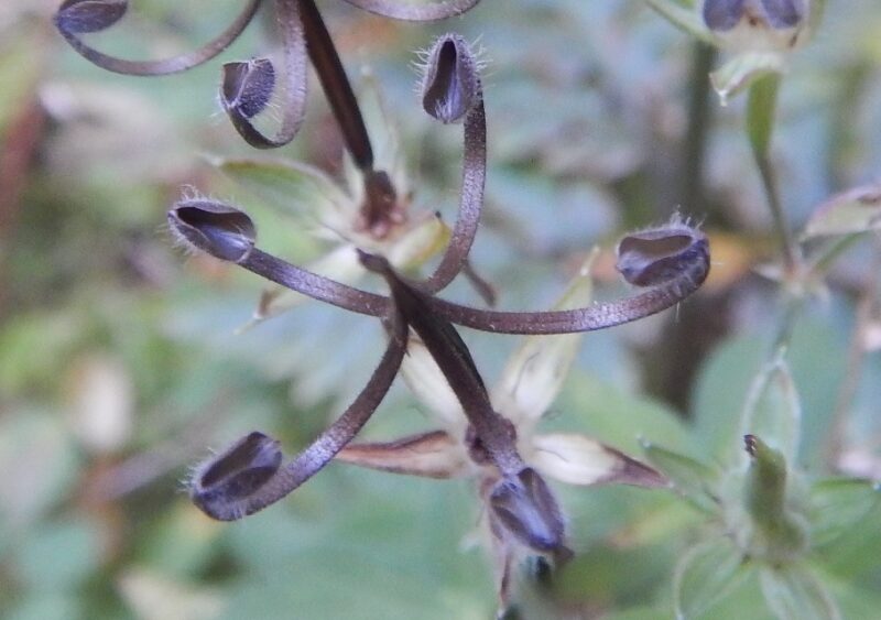 ゲンノショウコは薬草にされ 白やピンクの可愛い花を咲かせます