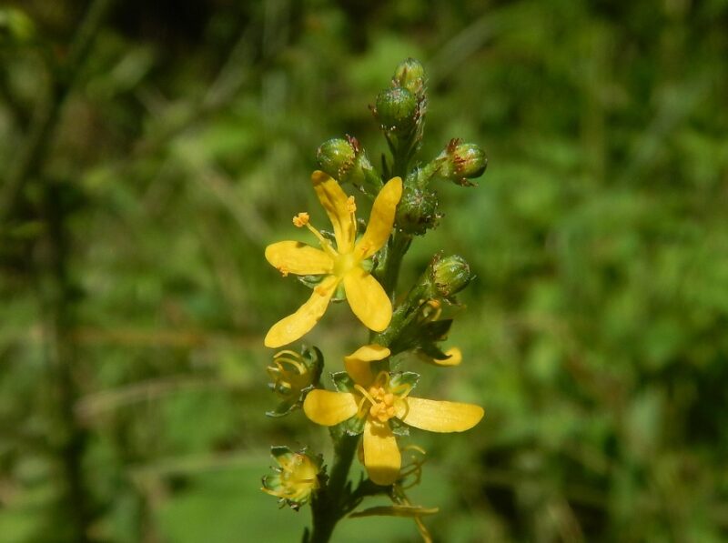 赤いミズヒキ 水引 黄色いヒメキンミズヒキ 姫金水引 の花 赤いミズヒキ 水引 黄色いヒメキンミズヒキ 姫金水引 の花