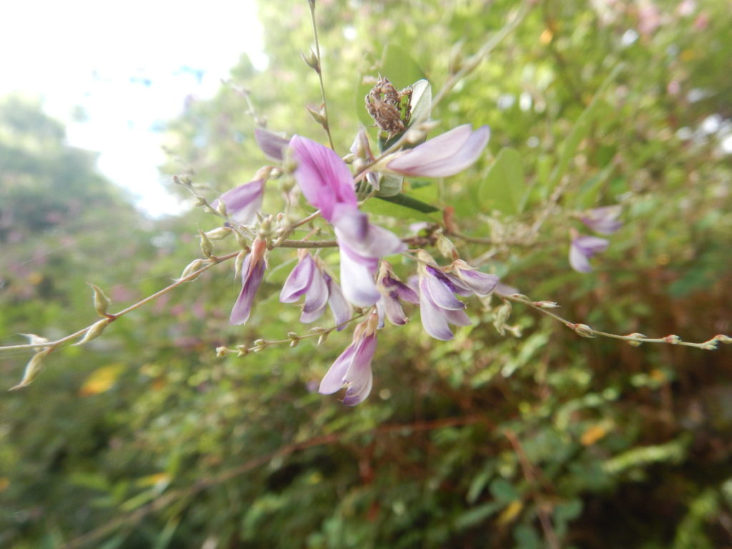 ハギ(萩)の花