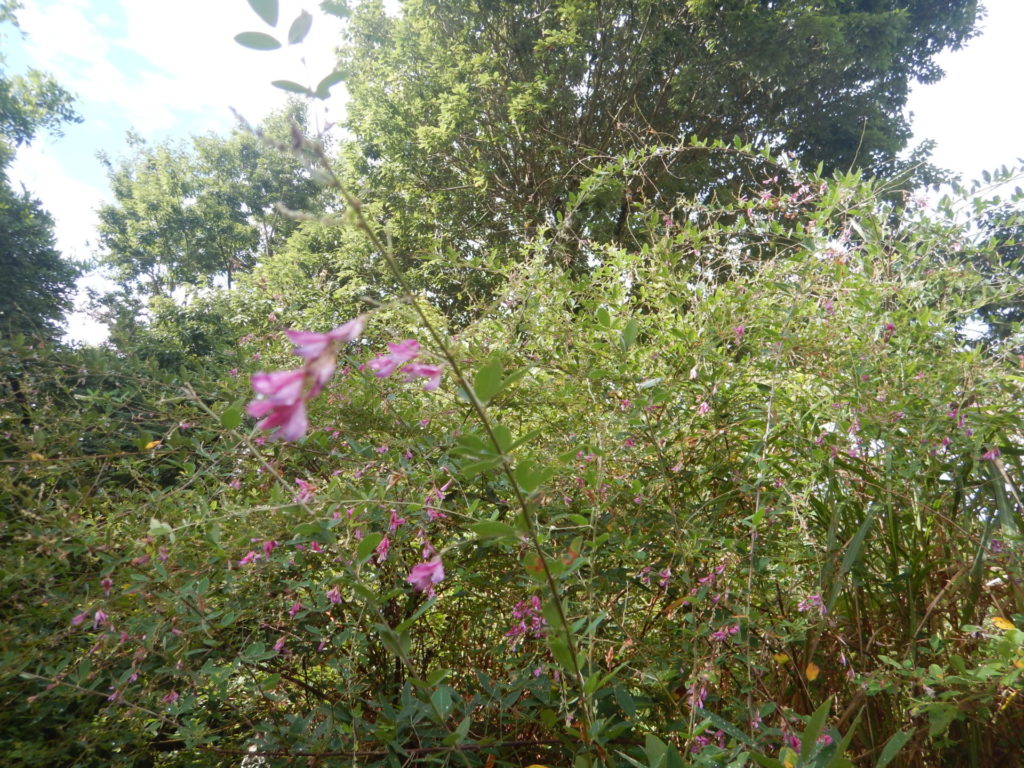 ハギ(萩)の樹と花