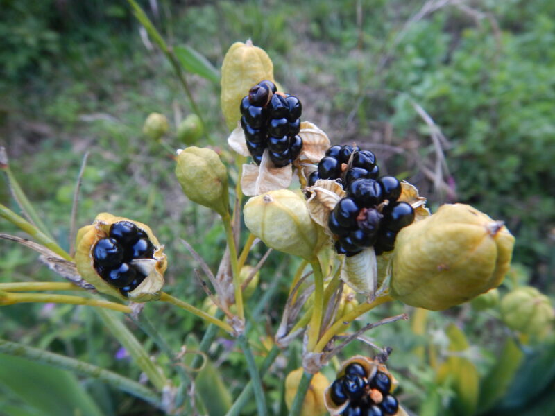 ヒオウギ 檜扇 は 夏にオレンジの花が咲き 秋に黒い実をつけます