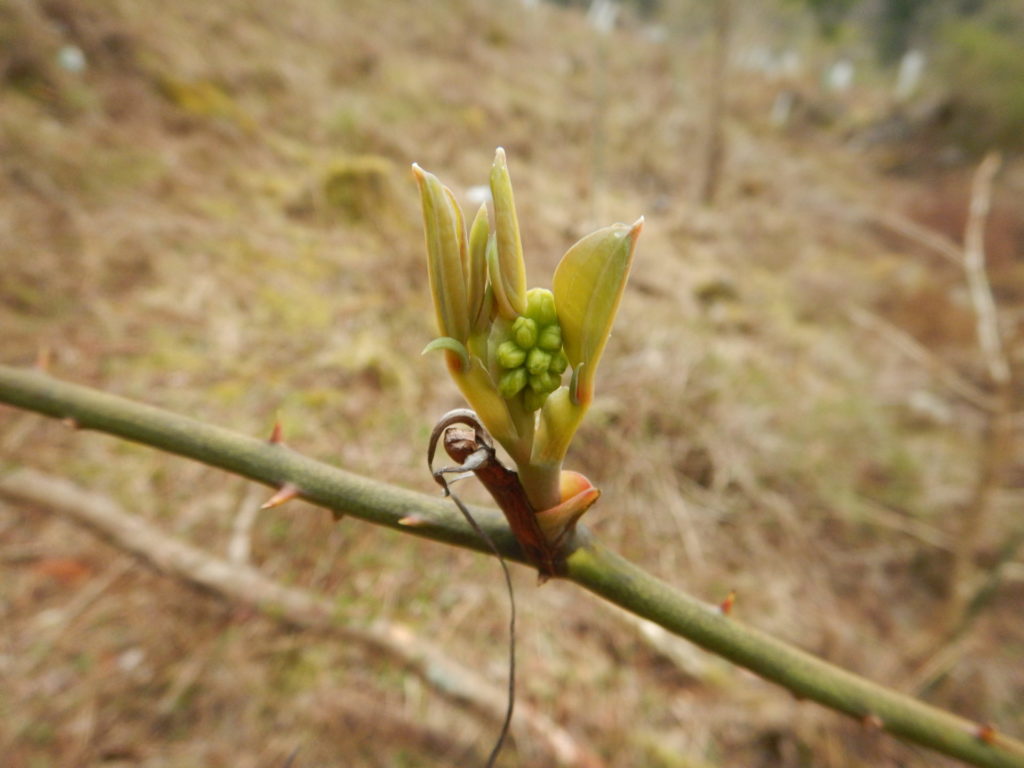 サルトリイバラ(猿捕茨)の新芽(4月初旬)